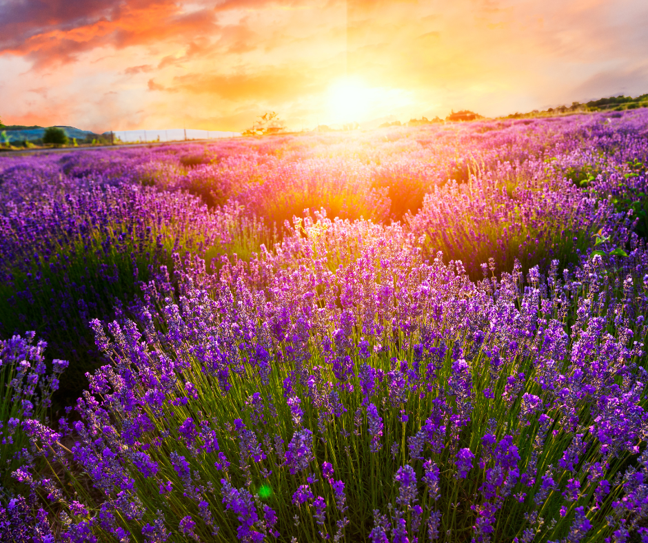 geurbeleving Rosewood Elegance. Engelse lavendel en frisse citrus openen de geur, gevolgd door een warm hart van amber en jasmijn, eindigend in romig sandelhout, zachte muskus en vanille