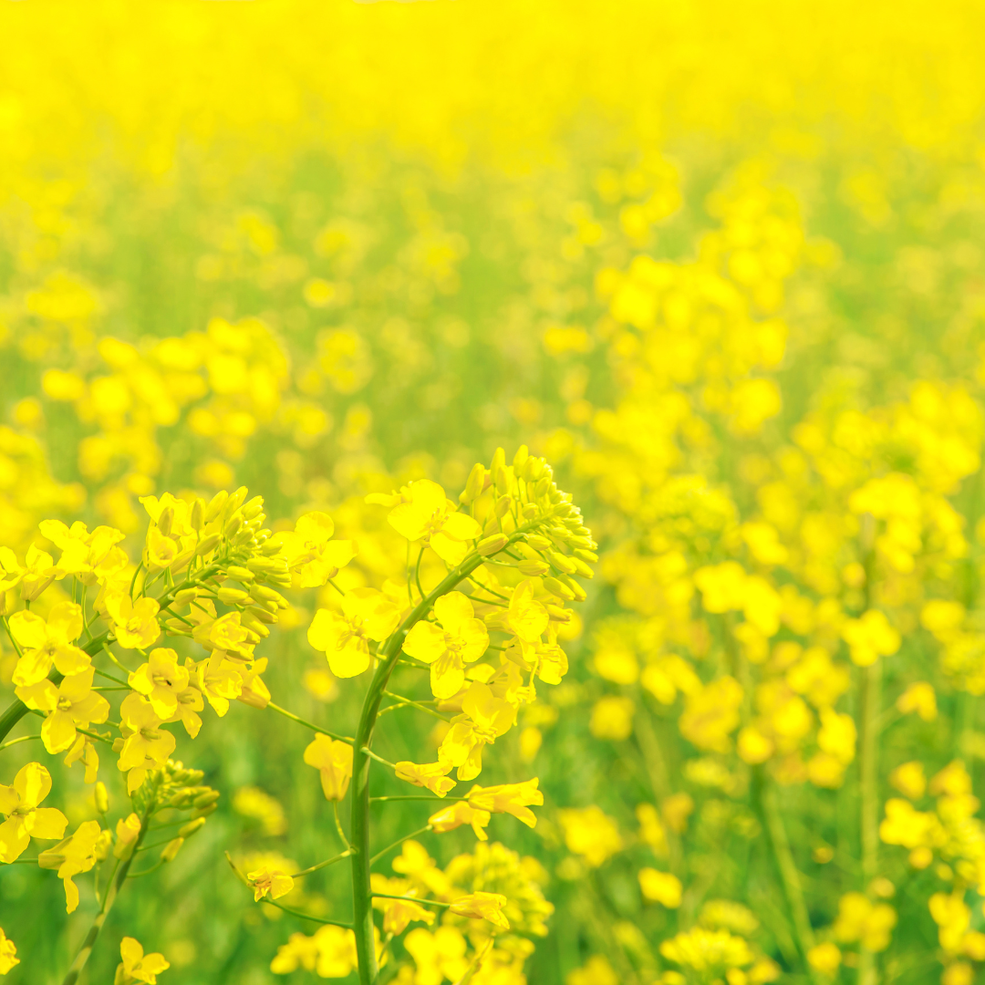 Veld met koolzaadbloemen