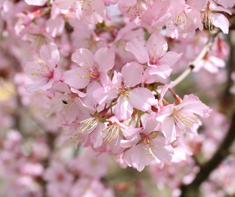Geurbeleving Blossom Breeze. Sprankelende sinaasappel opent de geur, gevolgd door een bloemig hart van jasmijn en honingbloesem met een zachte zoete touch, eindigend in zachte citrusmuskus.